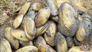 Kijing: Kerang dengan Cangkang Kuat dan Rahasia Alam Laut!