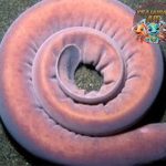 Pacific Hagfish: Si Penyihir Laut dengan Keunikan Menakjubkan!
