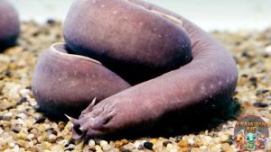 Pacific Hagfish: Si Penyihir Laut dengan Keunikan Menakjubkan!