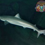 School Shark: Keunikan Ikan Hiu yang Tampil Berbeda di Lautan!
