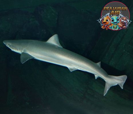 School Shark: Keunikan Ikan Hiu yang Tampil Berbeda di Lautan!