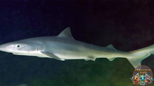 School Shark: Keunikan Ikan Hiu yang Tampil Berbeda di Lautan!