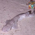 Scyliorhinidae Si Hiu Nggak Pernah Ketinggalan Beraksi di Laut!