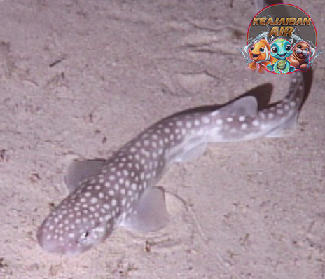 Scyliorhinidae Si Hiu Nggak Pernah Ketinggalan Beraksi di Laut!