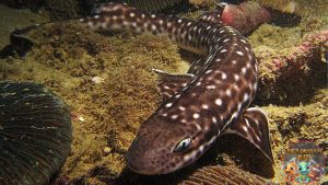 Scyliorhinidae Si Hiu Nggak Pernah Ketinggalan Beraksi di Laut!