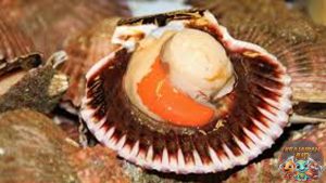 Bukan Sembarangan Kerang! Simping Punya Cita Rasa Tersendiri!