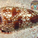 Siput Kerucut Marmer: Misteri Laut yang Membuat Terpesona!