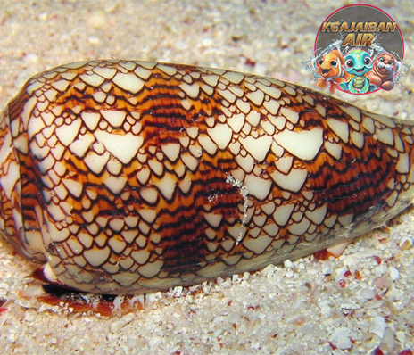 Siput Kerucut Marmer: Misteri Laut yang Membuat Terpesona!