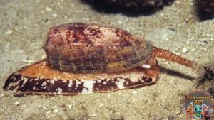 Siput Kerucut Marmer: Misteri Laut yang Membuat Terpesona!