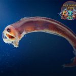 Tampang Seram, Ukuran Mini: Fakta Gila ikan Sloane’s Viperfish!