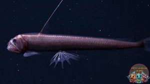 Tampang Seram, Ukuran Mini: Fakta Gila ikan Sloane’s Viperfish!