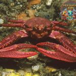 True Crabs: Hewan Laut Penuh Misteri yang Tak Terduga!