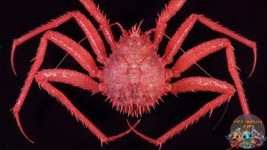 True Crabs: Hewan Laut Penuh Misteri yang Tak Terduga!