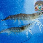 Dibalik Cangkangnya, Udang Windu Simpan Potensi Gede Banget!