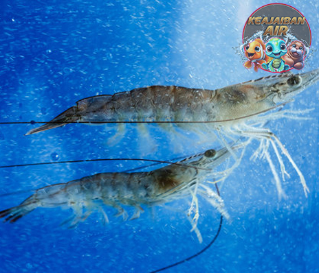 Dibalik Cangkangnya, Udang Windu Simpan Potensi Gede Banget!