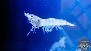 Dibalik Cangkangnya, Udang Windu Simpan Potensi Gede Banget!
