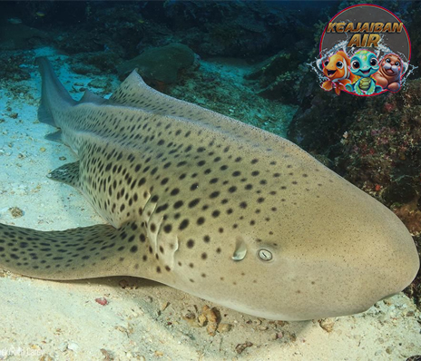 Zebra Shark: Misteri Hiu Bergaris yang Menakjubkan di Laut!
