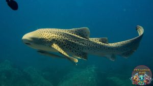 Zebra Shark: Misteri Hiu Bergaris yang Menakjubkan di Laut!