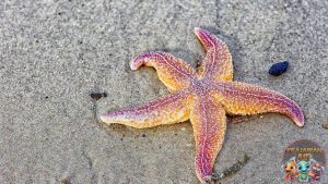Temui bintang laut, si pendiam dari dasar samudra, yang menyimpan pesona luar biasa dan mengajarkan ketahanan hidup yang menginspirasi.