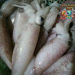 Cumi Sero: Si Lincah Lautan yang Bukan Sekadar Santapan!