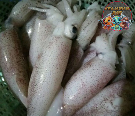 Cumi Sero: Si Lincah Lautan yang Bukan Sekadar Santapan!