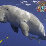Kenali Dugong Hewan Laut Langka yang Penuh Pesona!