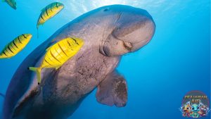 Kenali Dugong Hewan Laut Langka yang Penuh Pesona!