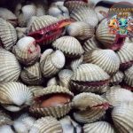 Dari Laut ke Meja: Kenapa Kerang Dara Jadi Primadona Lautan?