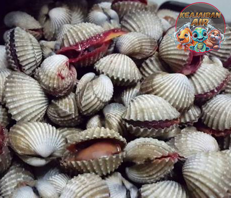 Dari Laut ke Meja: Kenapa Kerang Dara Jadi Primadona Lautan?