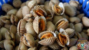 Dari Laut ke Meja: Kenapa Kerang Dara Jadi Primadona Lautan?