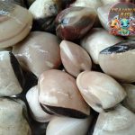 Rahasia di Balik Kerang Kepah: Makhluk Kecil Penuh Fungsi!