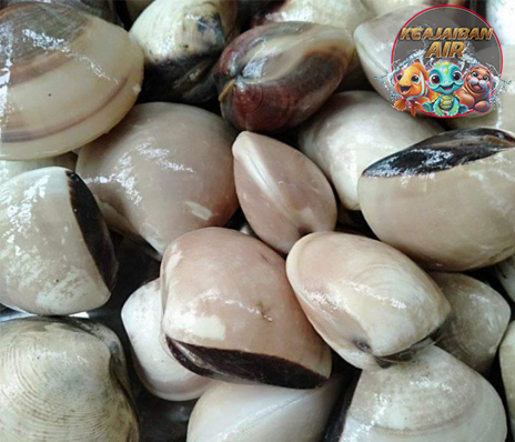 Rahasia di Balik Kerang Kepah: Makhluk Kecil Penuh Fungsi!