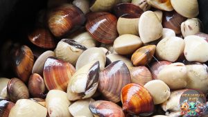 Rahasia di Balik Kerang Kepah: Makhluk Kecil Penuh Fungsi!
