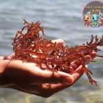 Mereka Bukan Rumput Biasa Fakta Menarik Hewan Rumput Laut!