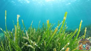 Mereka Bukan Rumput Biasa Fakta Menarik Hewan Rumput Laut!