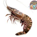 Udang Vaname: Kecil tapi Penuh Peran Penting di Dunia Laut!
