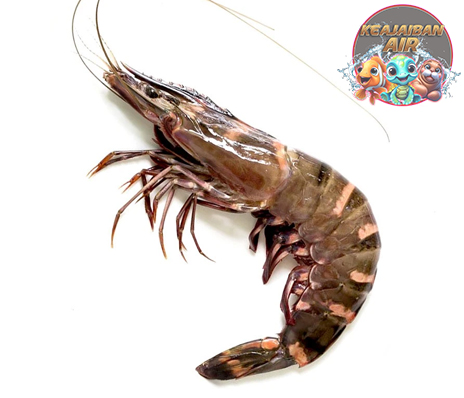 Udang Vaname: Kecil tapi Penuh Peran Penting di Dunia Laut!