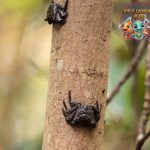 Aratus pisonii Kepiting Kecil dengan Gaya Hidup Unik!