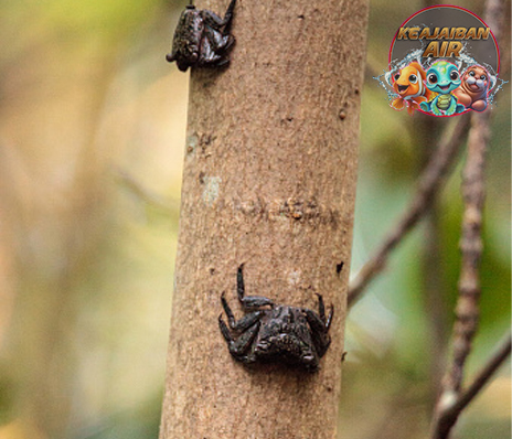 Aratus pisonii Kepiting Kecil dengan Gaya Hidup Unik!