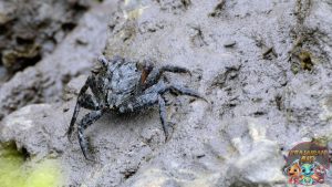 Aratus pisonii Kepiting Kecil dengan Gaya Hidup Unik!