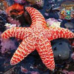 Bintang Laut Keindahan Bentuk Tak Sekadar Hiasan Pantai!