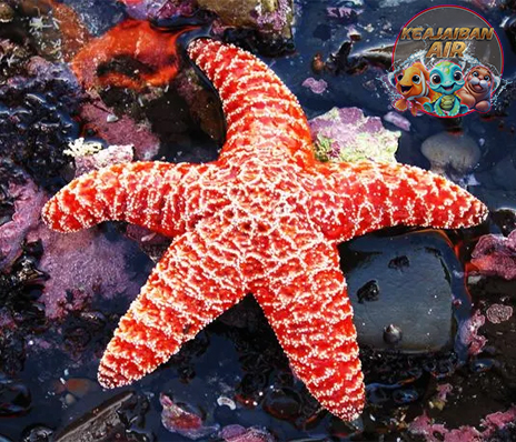 Bintang Laut Keindahan Bentuk Tak Sekadar Hiasan Pantai!
