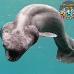 Hiu Berjumbai Predator Laut dengan Tampang Unik!