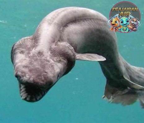 Hiu Berjumbai Predator Laut dengan Tampang Unik!