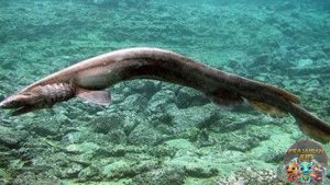 Hiu Berjumbai Predator Laut dengan Tampang Unik!