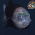 Bukan Ilusi! Ikan Mata Barrel Memang Punya Kepala Kaca!