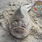 Ikan Stargazer Misteri Makhluk Laut dengan Mata yang Berbeda!