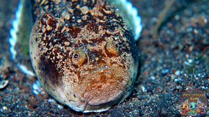 Ikan Stargazer Misteri Makhluk Laut dengan Mata yang Berbeda!