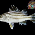 Fakta Ikan Kerong-Kerong, Si Tukang Ribut dari Dalam Laut!