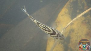 Fakta Ikan Kerong-Kerong, Si Tukang Ribut dari Dalam Laut!